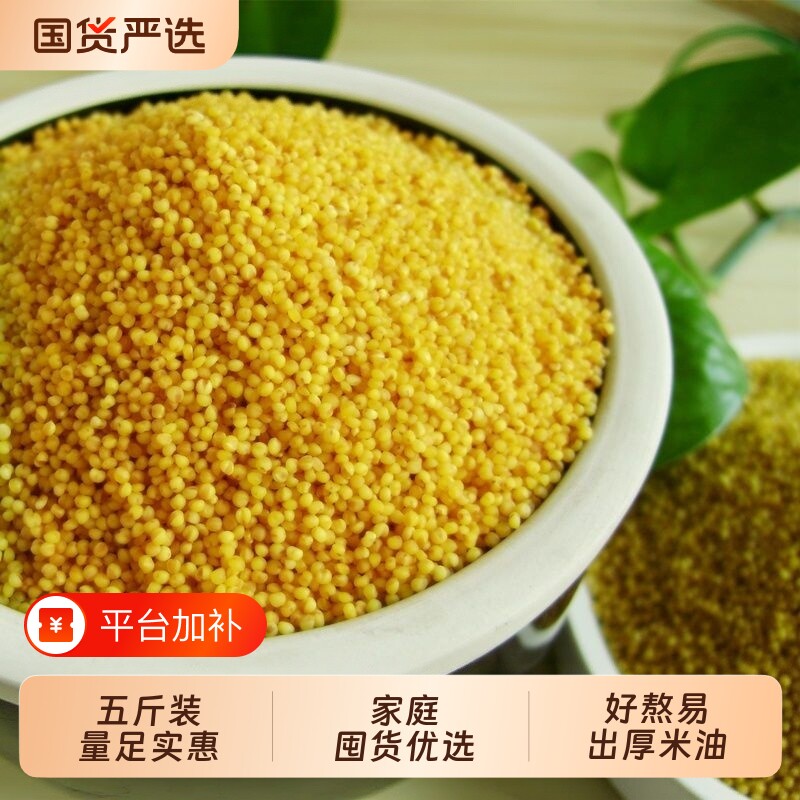地道山西吕梁旱地小米颗粒金黄易出油日常杂粮小米当季新米厚米油