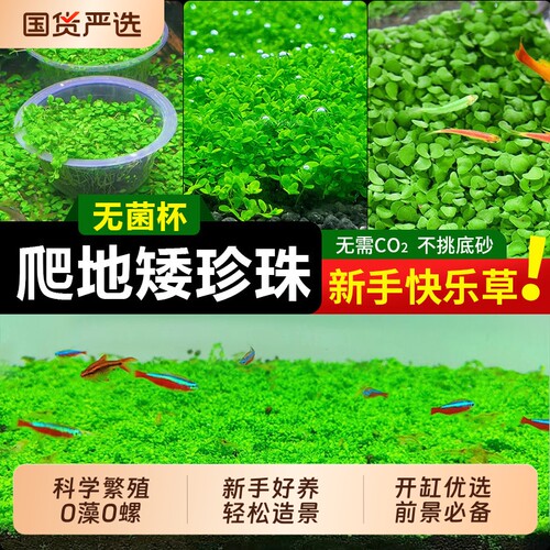 无菌杯爬地矮珍珠水草