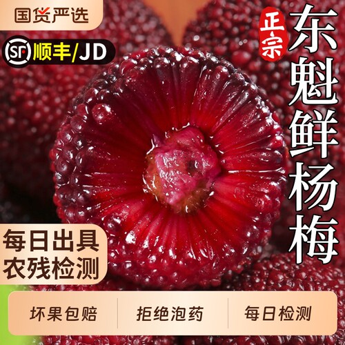 【每日检测】东魁鲜杨梅大果