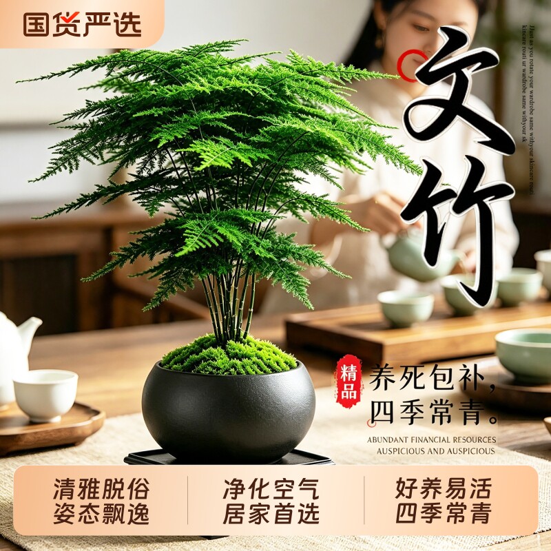 文竹盆栽室内中式禅意绿植图片