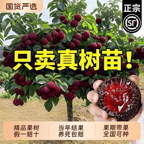 正宗东魁杨梅树大树苗特大杨梅嫁接果树苗庭院四季种植带土球结果