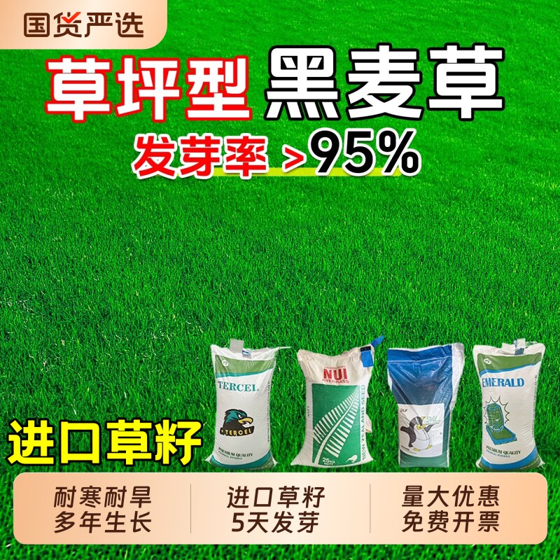 美国进口黑麦草草籽四季常青多年生耐寒护坡固土工程绿化草坪种子