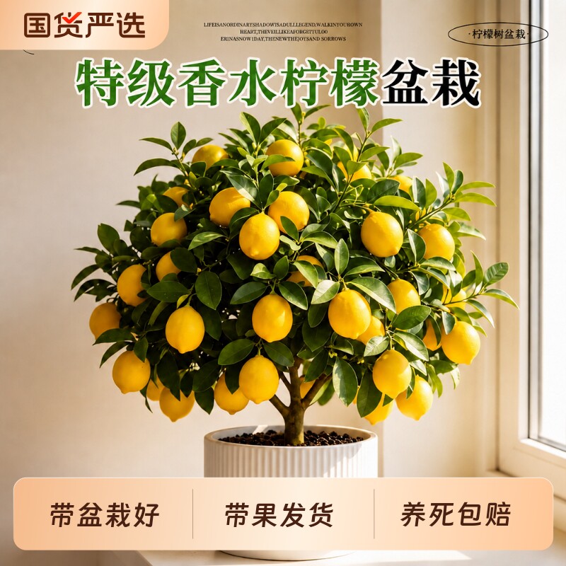 香水柠檬树盆栽水果树苗客厅绿植物带果可食用室内外阳台四季结果