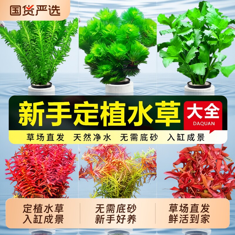 水草植物鱼缸水草造景活真草水榕绿植阴性蜈蚣草鱼草沉木沉底套餐