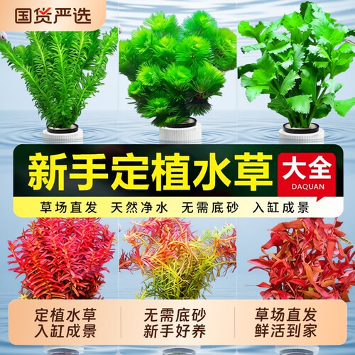 水榕水草鱼缸造景|172人收藏