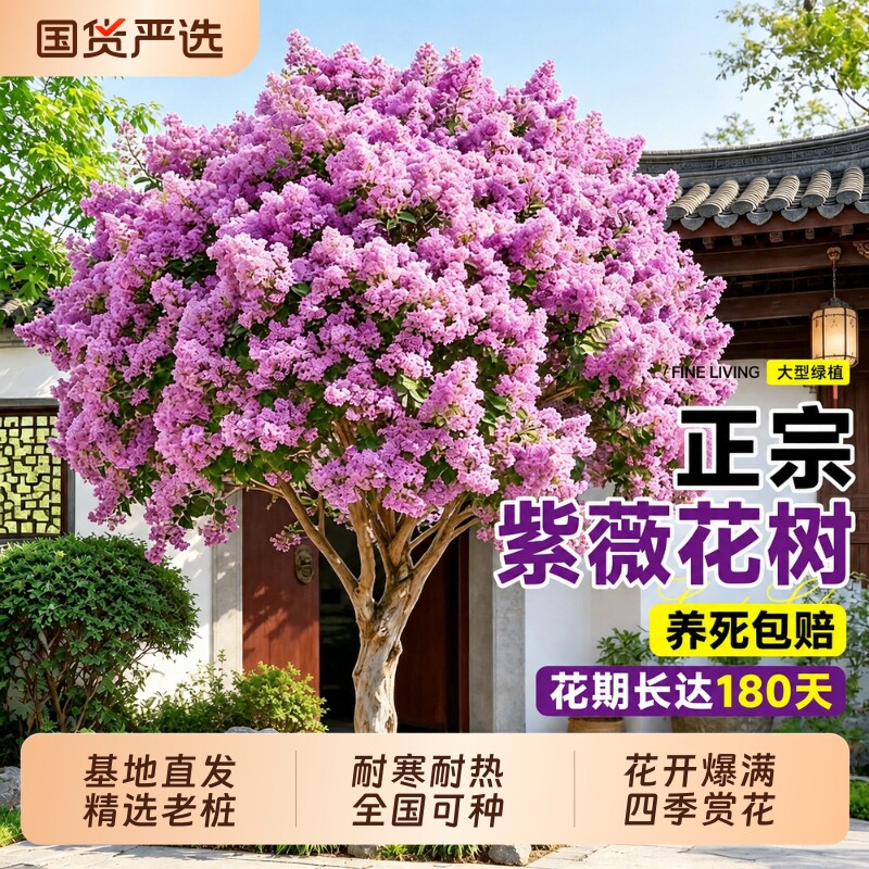 紫薇树老桩庭院树苗盆景大树特大号满堂红室外耐寒绿化紫薇花耐热