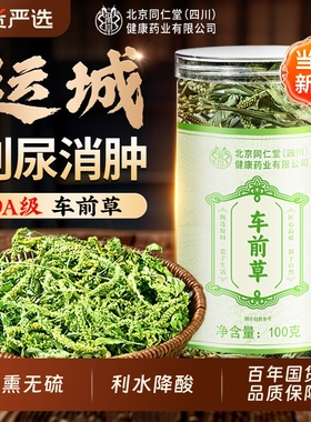 北京同仁堂信盛堂车前草野生中药尿降酸泡水喝干货官方旗舰店正品