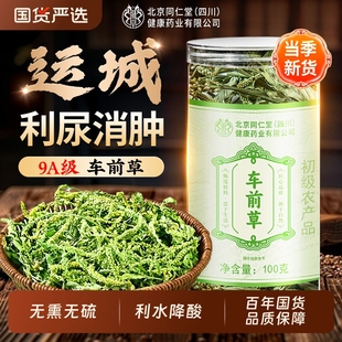 北京同仁堂车前草野生中药尿降酸泡水喝信盛堂干货官方旗舰店正品