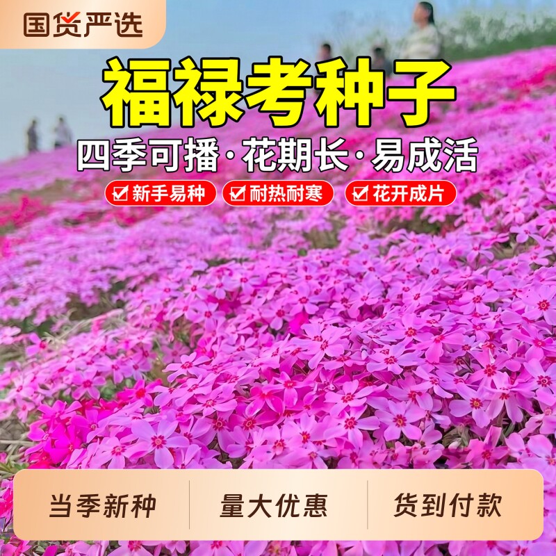 福禄考种子四季播种开花低矮芝樱花籽易活盆栽室外地被庭院花种子