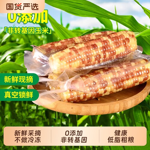 低脂云南西双版纳香糯小玉米粗粮早餐香糯玉米棒真空新鲜代餐现摘