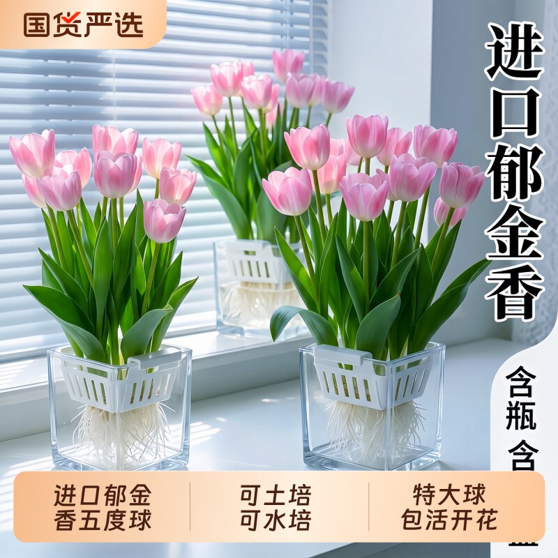 郁金香种球带芽水培花卉植物5度球办公室桌面盆栽工位小绿植水养
