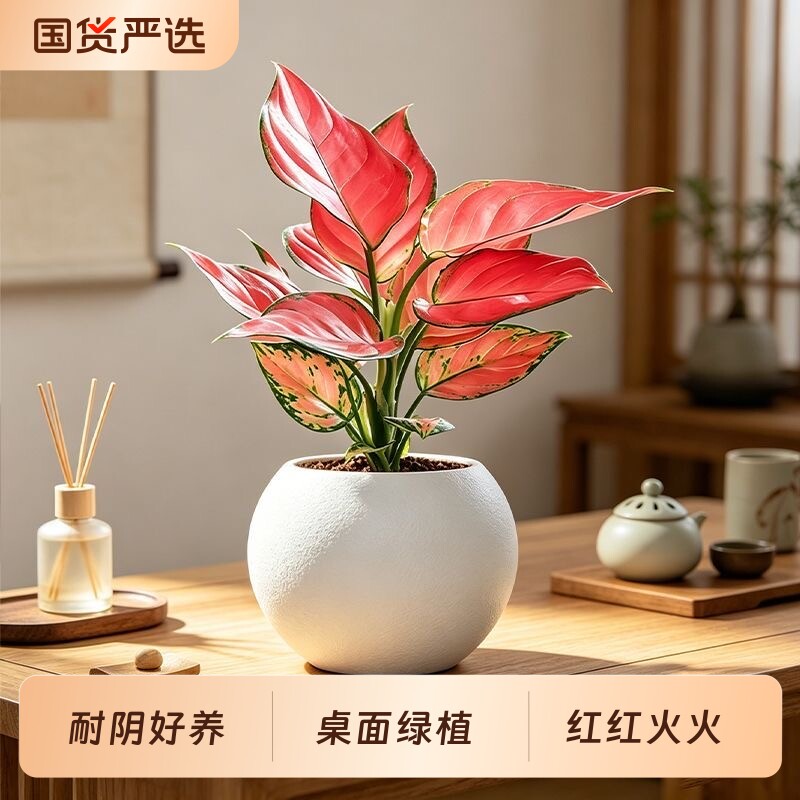 吉利红土培如意皇后绿植ins北欧室内花卉绿植物吸甲醛盆栽好养