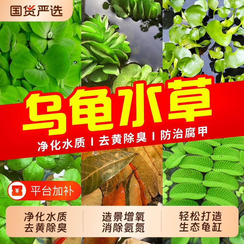 龟缸水草浮萍乌龟缸造景专用养龟菖蒲芙蓉净水增氧水生植物生态缸
