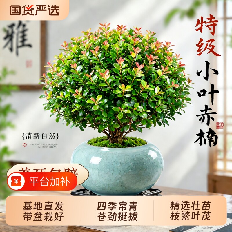小叶赤楠绿植室内中式禅意植物盆景办公室桌面高级感小盆栽好养活
