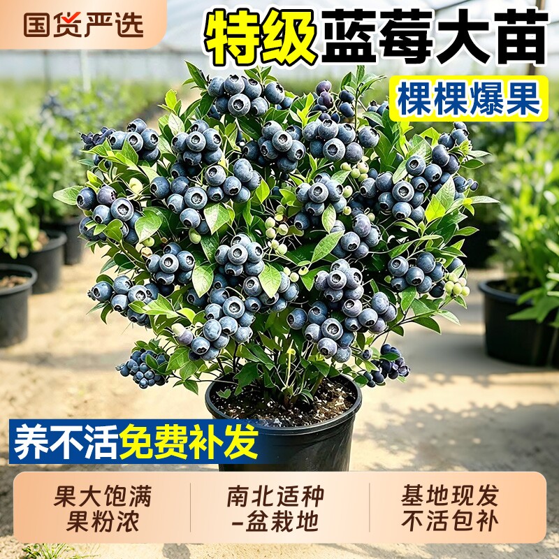 L25花香蓝莓树果苗盆栽带果南方种植四季特大号果树阳台水果耐寒