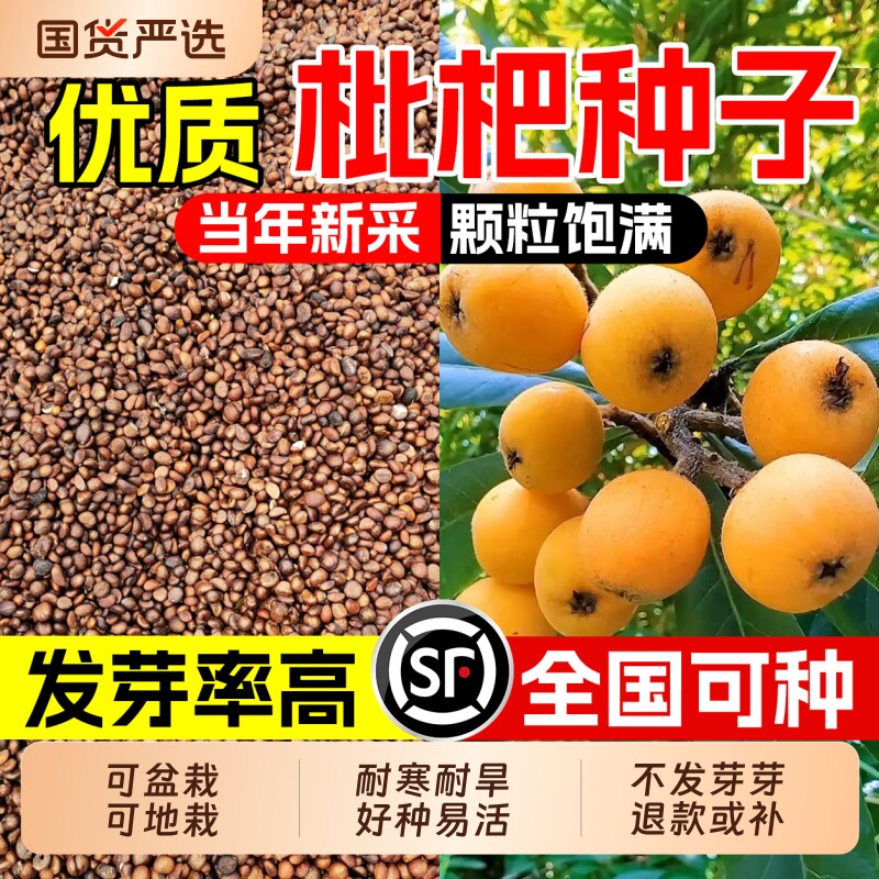 新鲜枇杷种子五星枇杷树籽当年采收林木籽庭院盆栽占地绿化可育苗