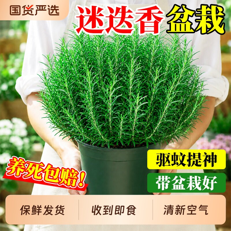 迷迭香盆栽可食用薄荷苗牛排专用蛋糕装饰烘培新鲜室内驱蚊草绿植
