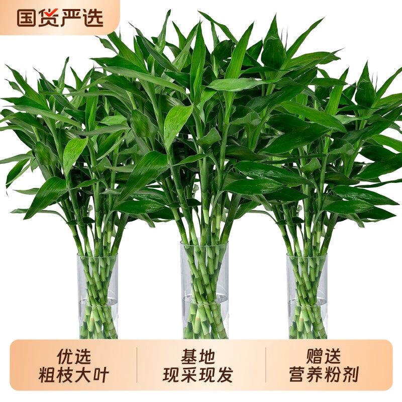 富贵竹水培植物水养竹带根客厅绿植竹子粗壮盆栽室内室内盆栽观叶