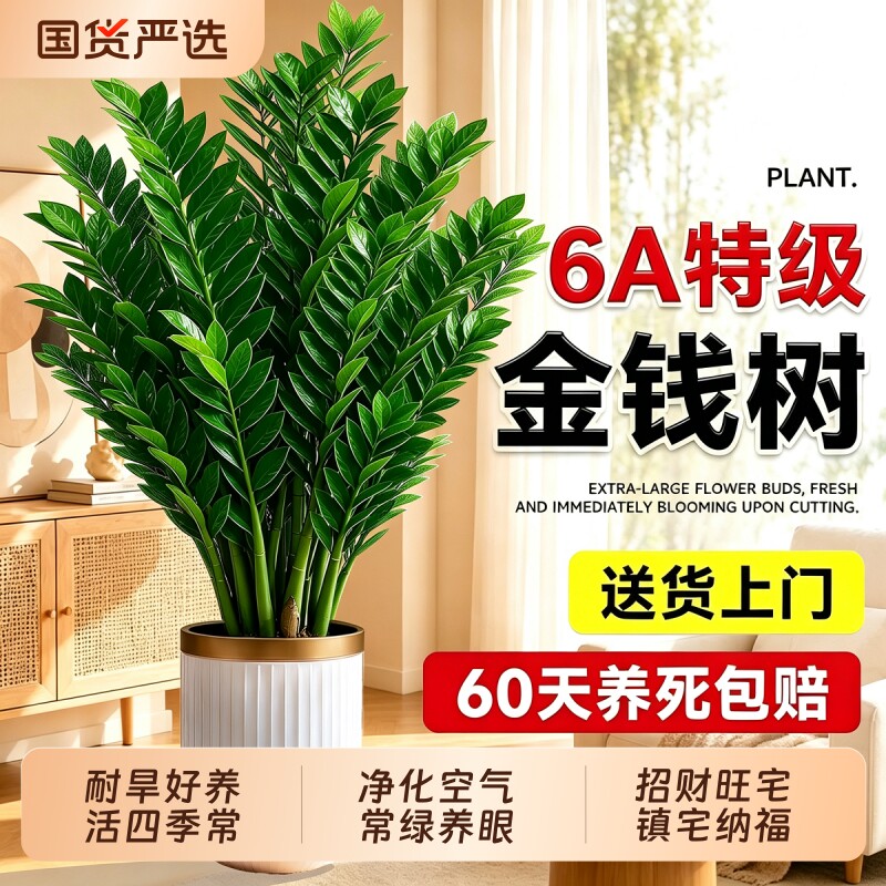 6A特级金钱树客厅旺宅绿植图片