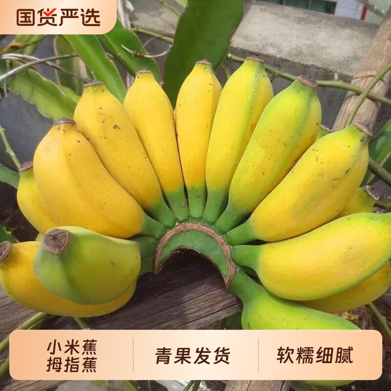 正宗广西小米蕉鸡蕉当季新鲜孕妇水果整箱自然熟小香蕉宝宝辅食
