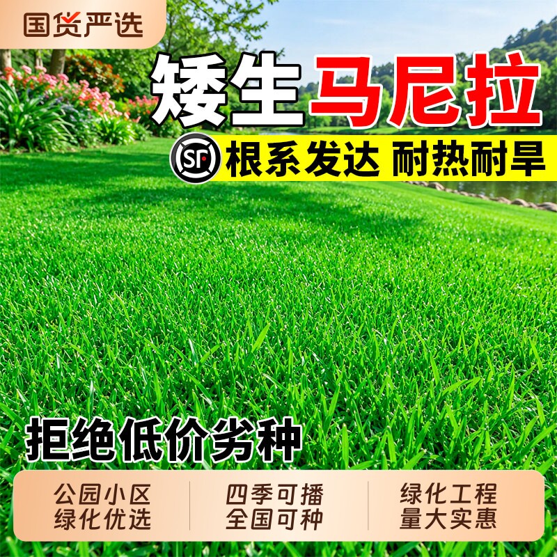 马尼拉草籽四季播种免修剪护坡固土四季常青公园草种子高产白芝麻图片