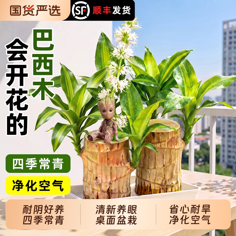 巴西木幸运木水养开花绿植室内盆栽水培植物格鲁特小树人四季带芽图片