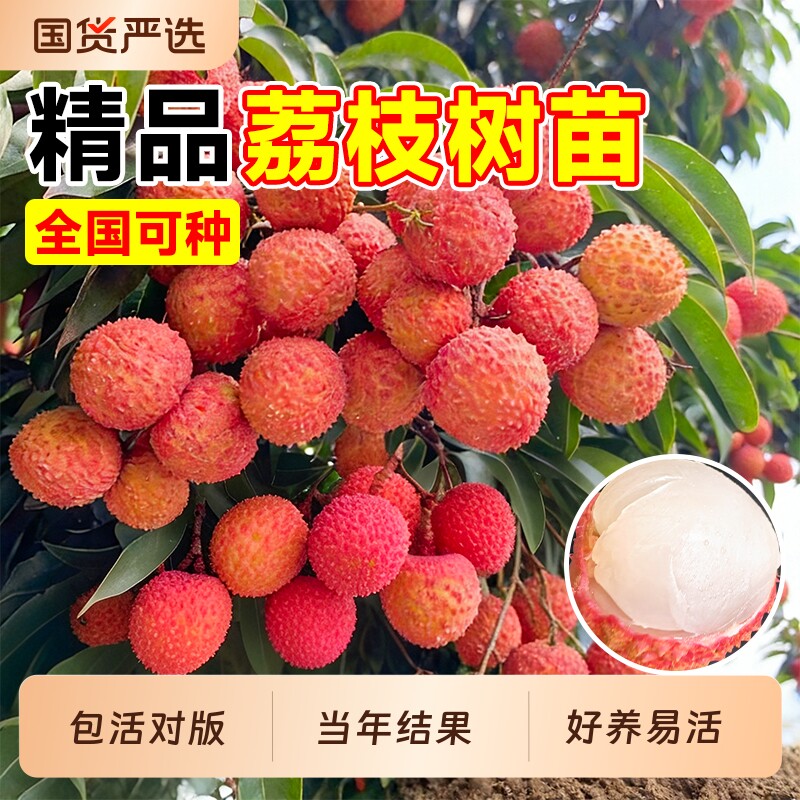 荔枝树苗嫁接果树苗无核桂味盆栽水果苗四季三月红进奉白糖罂糯米