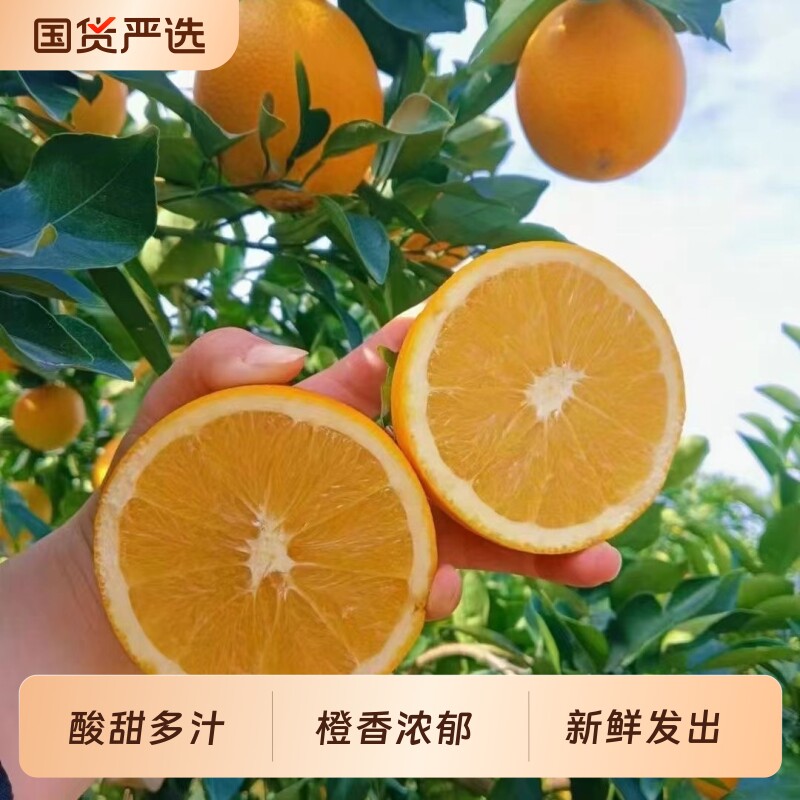 正宗江西脐橙新鲜橙子水果当季现摘夏橙冰糖甜橙大果整箱包邮直发图片