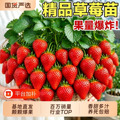 【包成活！包结果！】特级草莓苗