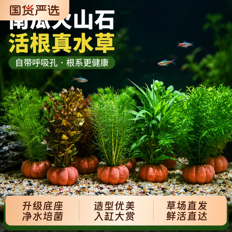 南瓜火山石水草植物鱼缸造景真草绿菊蜈蚣草水榕净化水质水培迷你