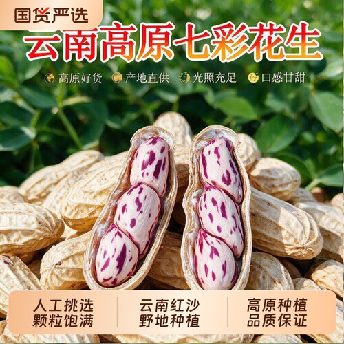 2026新货七彩花生米晒干带壳云南普洱咸干花生牛奶花生种子籽水煮