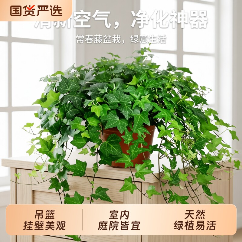 常春藤盆栽苗绿植吊兰垂吊爬藤植物四季常青室内阳台吊篮客厅耐阴