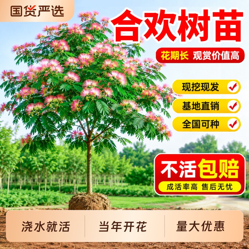合欢花树苗绒花树大树庭院绿化乔木耐寒旱南北方种植合欢树花期