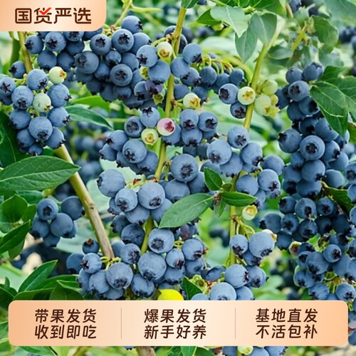 L25大果花香蓝莓树果苗盆栽带果发货南方北方种植四季特大号果树