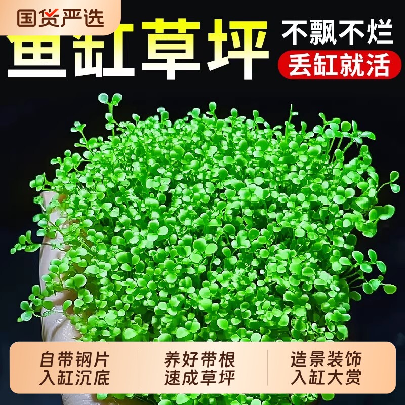 爬地矮珍珠水草日本趴地植物生态鱼缸水草造景专用净化水质无菌