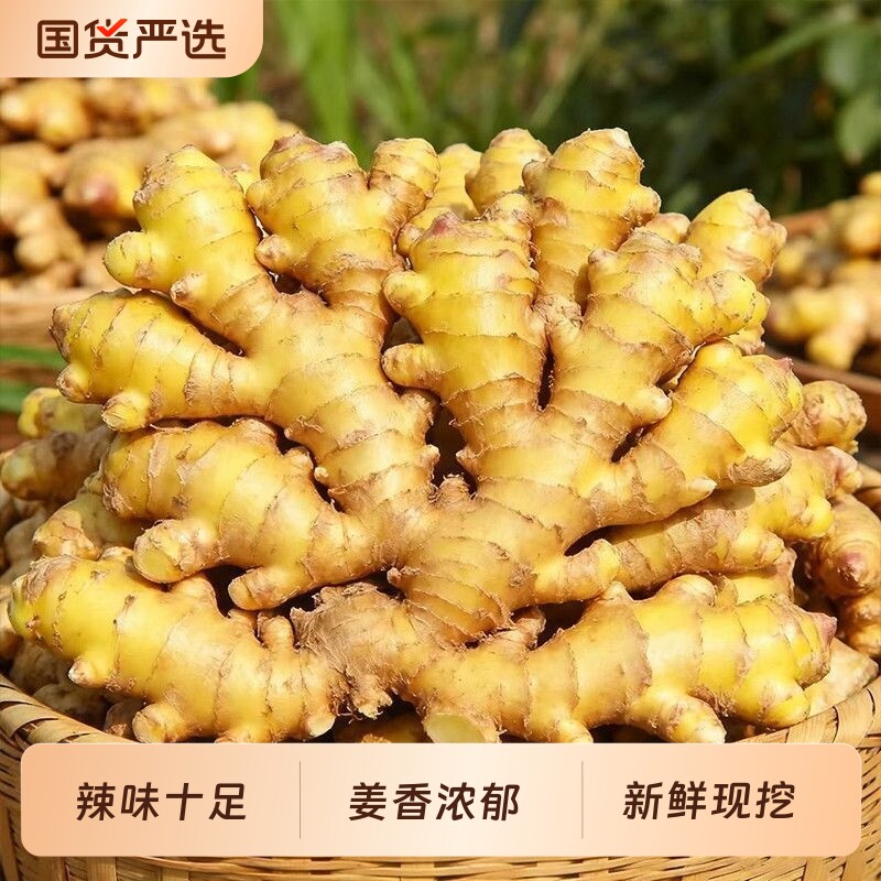 云南正宗小黄姜老姜新鲜生姜姜母农家自种土黄姜非种子姜月子干姜图片