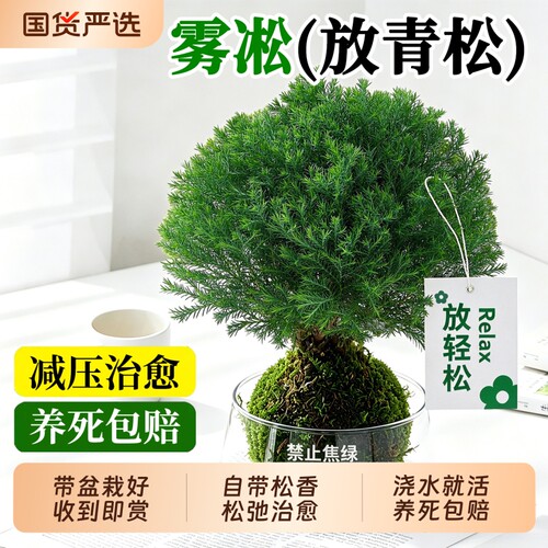 放青松雾凇苔藓球室内桌面绿植