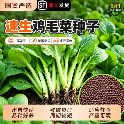 鸡毛菜种子四季速生小白菜种籽小青菜油菜籽种上海青蔬菜大全种孑