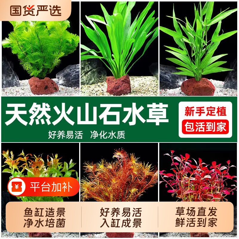 造景鱼缸水草植物摆件火山石珍珠真草水培蜈蚣草净化水质绿菊水榕