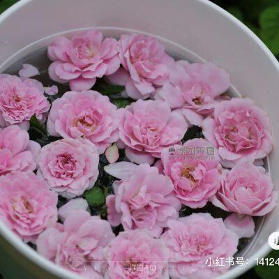 绿园美植 | 魅力绸缎 灌木月季粉紫色浓香勤花耐热抗病庭院盆栽