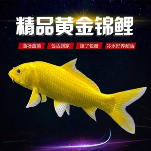 黄金龙凤锦鲤新手鱼黑金鱼锦鲤好养耐活冷水小鱼苗活体淡水观赏鱼