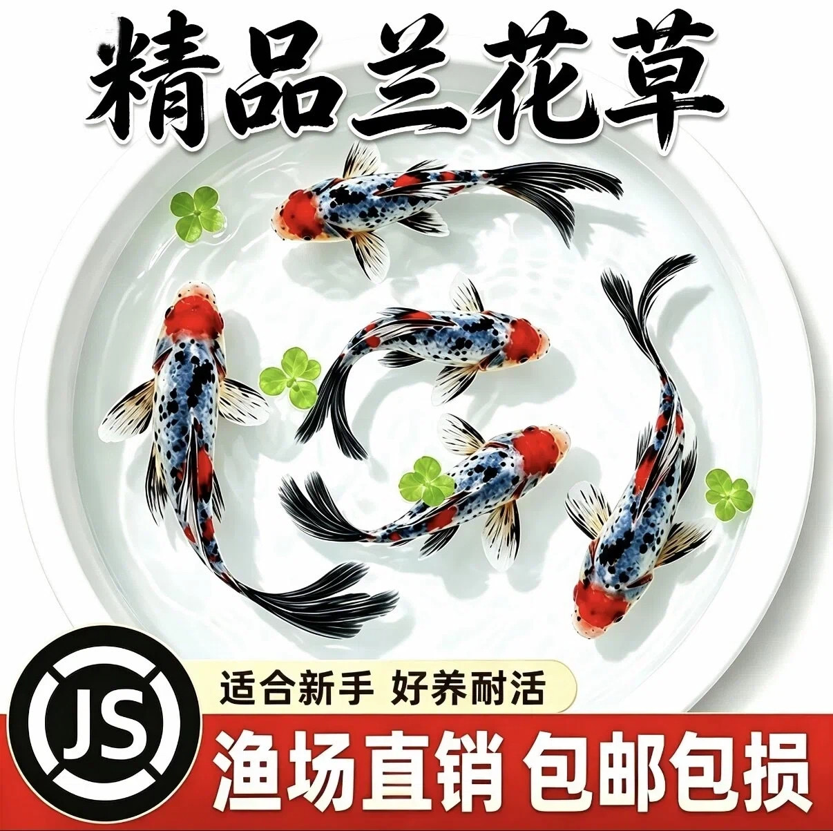 纯种兰花草锦鲫好养耐活观赏鱼花色草金活体鱼苗可混养冷水淡水鱼