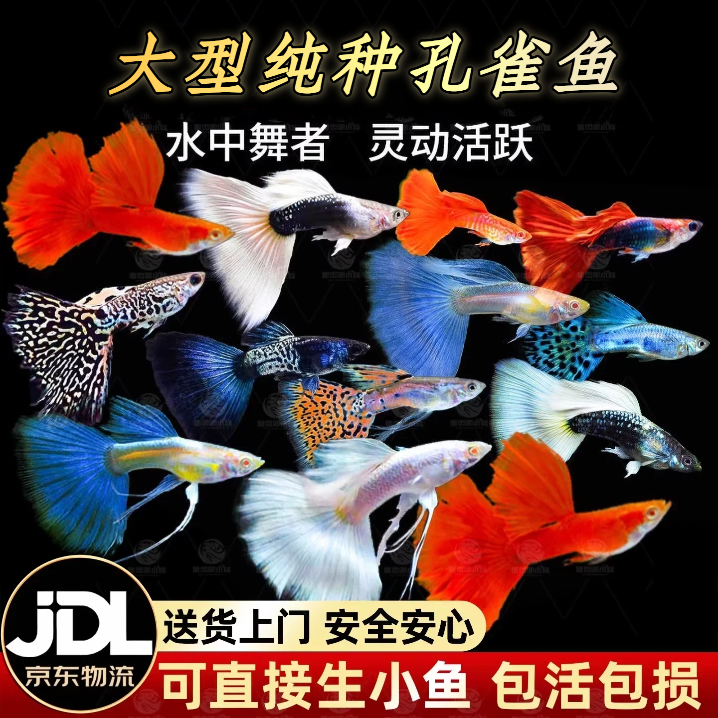 孔雀鱼活鱼苗观赏鱼热带小型鱼活体鱼淡水好养耐活精品纯种凤尾鱼