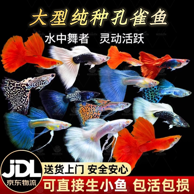 孔雀鱼活鱼苗观赏鱼热带小型活体鱼淡水好养耐活精品纯种大孔雀鱼