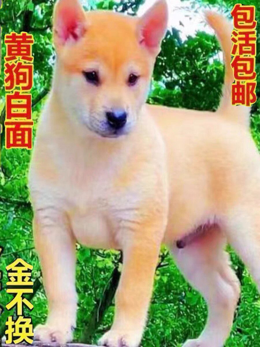 黄狗白面中华田园犬便宜小狗正宗狗狗
