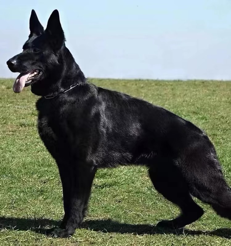 纯种双血统东德牧羊犬犬幼犬警犬马犬黑狼犬纯黑东德幼崽养殖狗粮