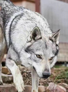 捷克精品狼犬幼犬王幼威猛活物护住大型忠心猛犬狗狗看家护院狩猎