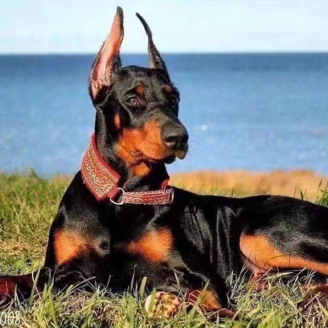 杜宾犬幼犬纯种军犬警犬霸气双血狗狗
