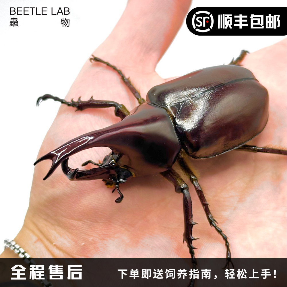 【佛罗伦斯姬兜】兜虫宠物甲虫昆虫成虫幼虫活体