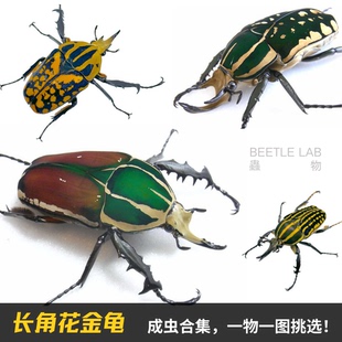 【花金龟成虫合集】乌干达萨维吉MP欧贝鲁兜宠物甲虫成虫幼虫活体